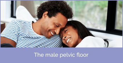 The male pelvic floor