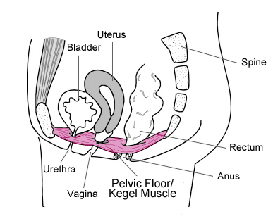 Pelvic Floor Diagram