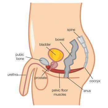 Diagram showing the male pelvic floor muscles